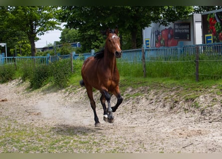 Hannoveriano, Caballo castrado, 6 años, 163 cm, Castaño