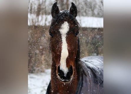 Hannoveriano, Caballo castrado, 6 años, 163 cm, Castaño