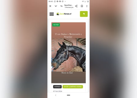 Hannoveriano, Caballo castrado, 6 años, 164 cm, Castaño oscuro