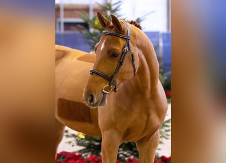 Hannoveriano, Caballo castrado, 6 años, 165 cm, Alazán