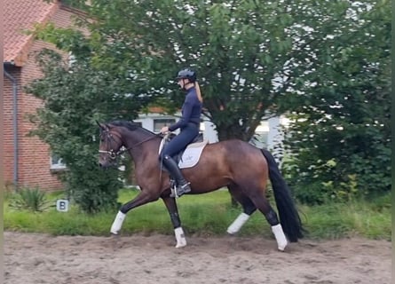 Hannoveriano, Caballo castrado, 6 años, 165 cm, Castaño oscuro