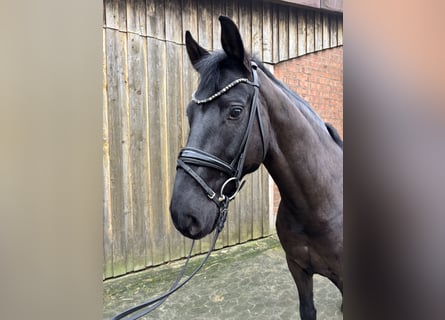 Hannoveriano, Caballo castrado, 6 años, 165 cm, Negro