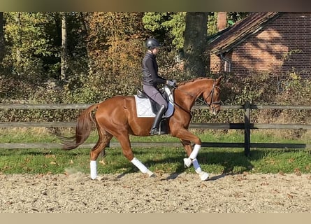 Hannoveriano, Caballo castrado, 6 años, 166 cm, Alazán