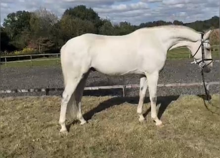 Hannoveriano, Caballo castrado, 6 años, 166 cm, Tordo