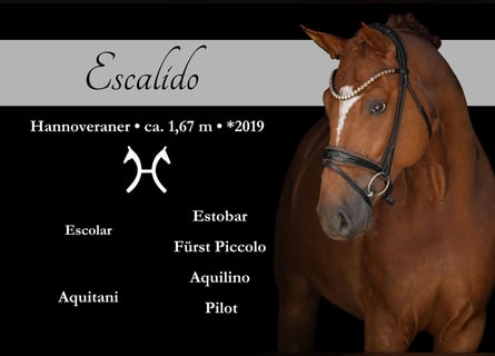 Hannoveriano, Caballo castrado, 6 años, 167 cm, Alazán