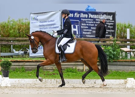 Hannoveriano, Caballo castrado, 6 años, 167 cm, Castaño