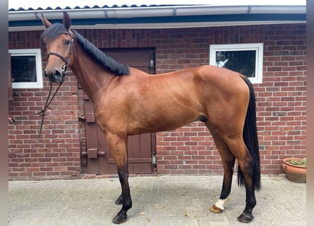 Hannoveriano, Caballo castrado, 6 años, 167 cm, Castaño