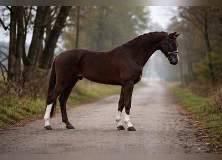 Hannoveriano, Caballo castrado, 6 años, 168 cm, Alazán