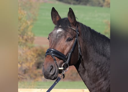 Hannoveriano, Caballo castrado, 6 años, 168 cm, Castaño