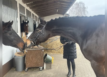 Hannoveriano, Caballo castrado, 6 años, 168 cm, Castaño oscuro