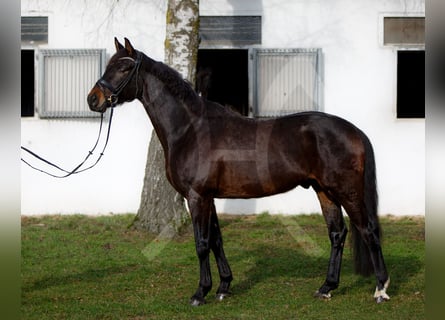 Hannoveriano, Caballo castrado, 6 años, 168 cm, Castaño oscuro