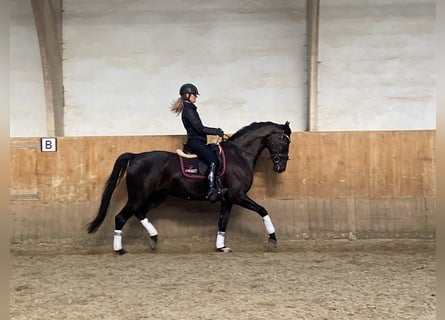 Hannoveriano, Caballo castrado, 6 años, 168 cm, Negro