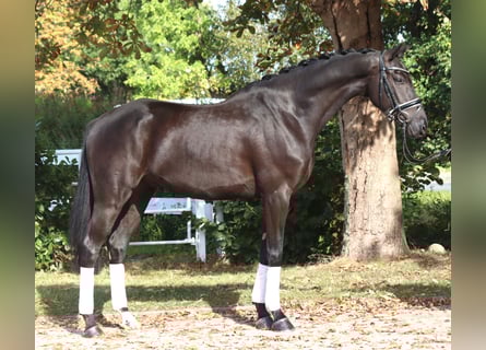 Hannoveriano, Caballo castrado, 6 años, 168 cm, Negro