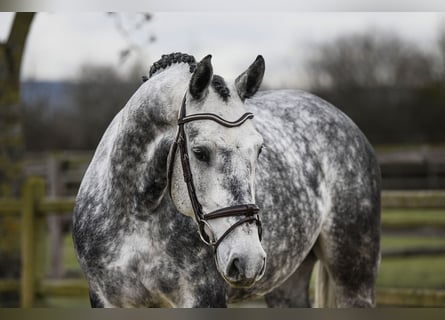 Hannoveriano, Caballo castrado, 6 años, 168 cm, Tordo