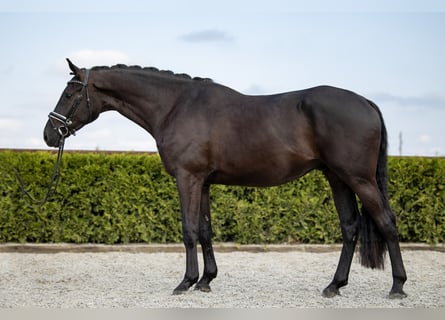 Hannoveriano, Caballo castrado, 6 años, 169 cm, Negro