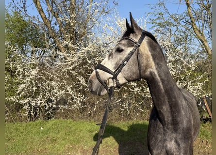 Hannoveriano, Caballo castrado, 6 años, 169 cm, Tordo