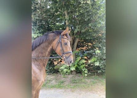 Hannoveriano, Caballo castrado, 6 años, 170 cm, Alazán-tostado