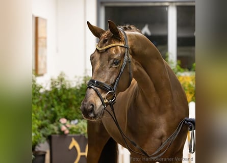 Hannoveriano, Caballo castrado, 6 años, 170 cm, Alazán-tostado