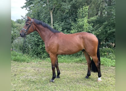 Hannoveriano, Caballo castrado, 6 años, 170 cm, Castaño