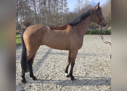 Hannoveriano, Caballo castrado, 6 años, 170 cm, Castaño