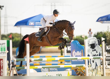 Hannoveriano, Caballo castrado, 6 años, 170 cm, Castaño oscuro