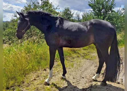 Hannoveriano, Caballo castrado, 6 años, 170 cm, Morcillo