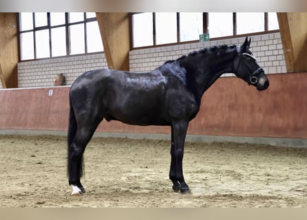 Hannoveriano, Caballo castrado, 6 años, 170 cm, Negro