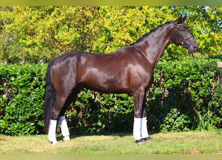 Hannoveriano, Caballo castrado, 6 años, 170 cm, Negro