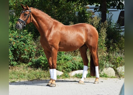 Hannoveriano, Caballo castrado, 6 años, 171 cm, Alazán