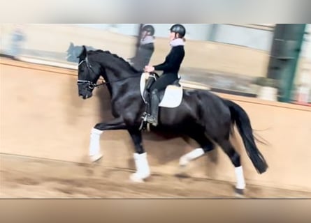 Hannoveriano, Caballo castrado, 6 años, 171 cm, Negro