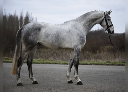 Hannoveriano, Caballo castrado, 6 años, 171 cm, Tordo