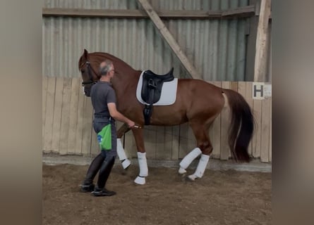 Hannoveriano, Caballo castrado, 6 años, 172 cm, Alazán