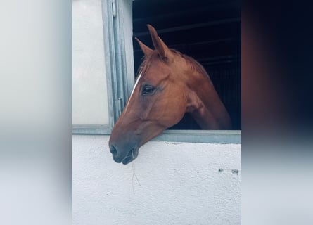 Hannoveriano, Caballo castrado, 6 años, 172 cm, Alazán