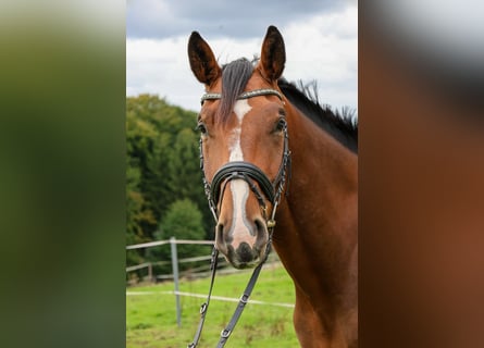 Hannoveriano, Caballo castrado, 6 años, 172 cm, Castaño