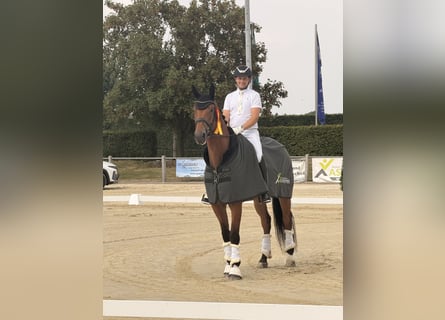 Hannoveriano, Caballo castrado, 6 años, 172 cm, Castaño