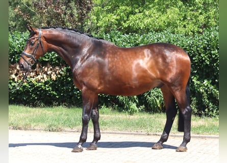 Hannoveriano, Caballo castrado, 6 años, 172 cm, Castaño