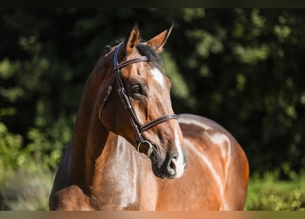 Hannoveriano, Caballo castrado, 6 años, 172 cm, Castaño