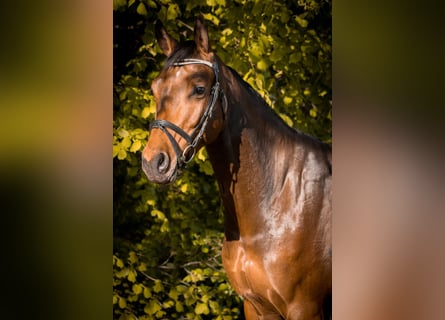 Hannoveriano, Caballo castrado, 6 años, 172 cm, Castaño oscuro
