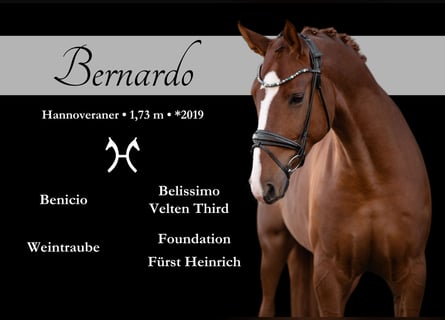 Hannoveriano, Caballo castrado, 6 años, 173 cm, Alazán