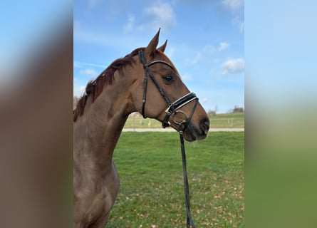 Hannoveriano, Caballo castrado, 6 años, 173 cm, Alazán-tostado