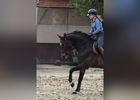 Hannoveriano, Caballo castrado, 6 años, 173 cm, Castaño