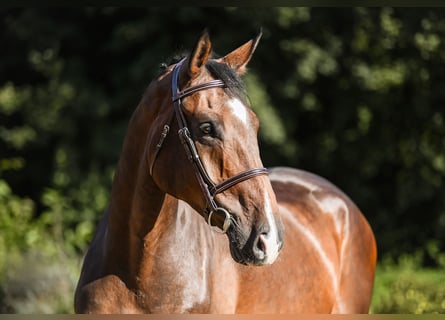 Hannoveriano, Caballo castrado, 6 años, 173 cm, Castaño