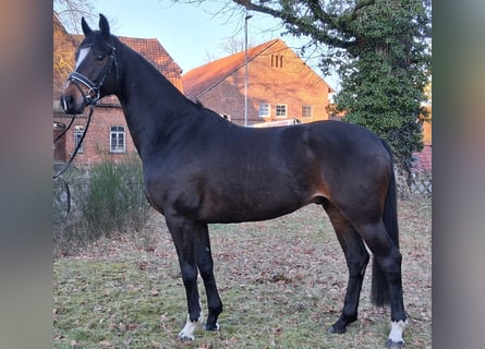 Hannoveriano, Caballo castrado, 6 años, 173 cm, Castaño oscuro
