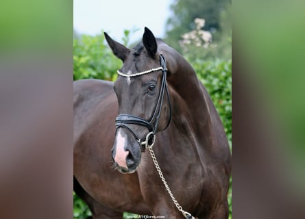 Hannoveriano, Caballo castrado, 6 años, 173 cm, Negro