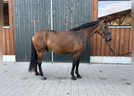 Hannoveriano, Caballo castrado, 6 años, 174 cm, Castaño