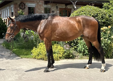 Hannoveriano, Caballo castrado, 6 años, 174 cm, Castaño