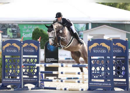 Hannoveriano, Caballo castrado, 6 años, 174 cm, Tordo