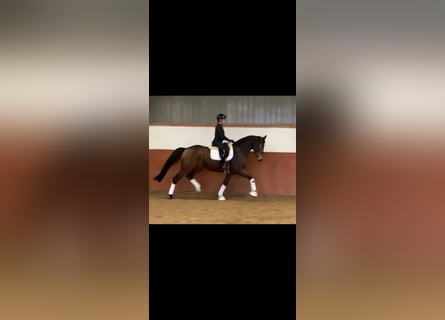 Hannoveriano, Caballo castrado, 6 años, 175 cm, Castaño