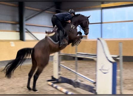 Hannoveriano, Caballo castrado, 6 años, 177 cm, Castaño