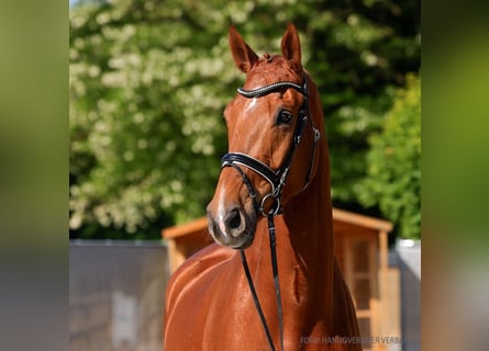 Hannoveriano, Caballo castrado, 6 años, 178 cm, Castaño